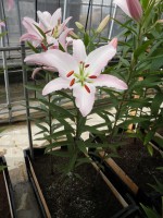 [1813 Marmara No02.JPG]